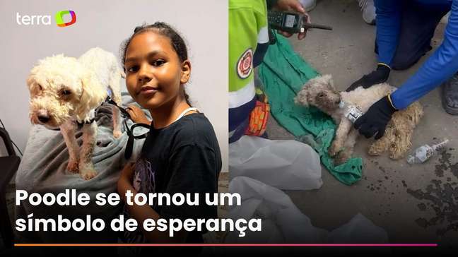 Cãozinho é resgatado com vida dos escombros 29 dias após terremoto na Venezuela e emociona #shorts