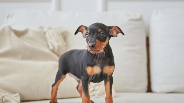 Sonhou com cachorro preto? Veja o que significa