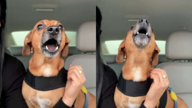Curtindo a sofrência? Cachorrinho ‘canta’ Evidências ao lado da tutora e diverte a web
