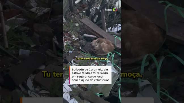 Cachorrinha é resgatada em escombros às margens de rio após enchente no RS #shorts