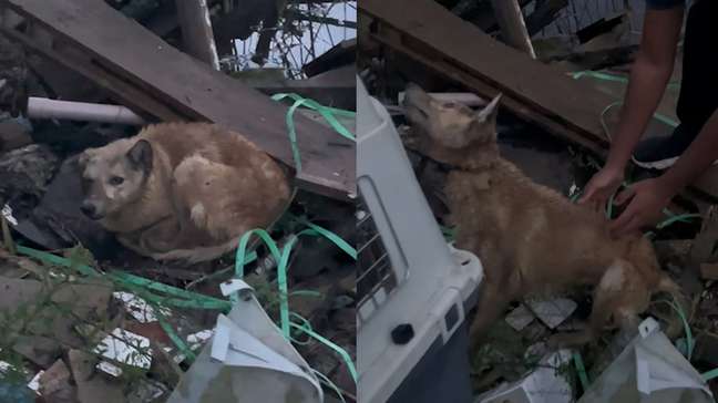 Cachorrinha é resgatada em escombros às margens de rio após enchente no RS: 'Já não tinha mais forças'