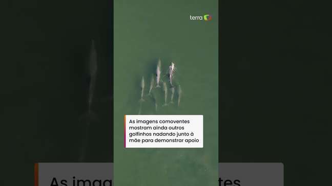 Golfinho fêmea de luto carrega corpo de filhote por vários dias na Austrália