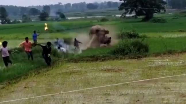 Elefante avança contra moradores após ser alvo de rojões na Índia