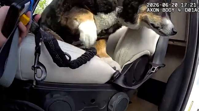 Cachorro é resgatado de van fechada com sinais de insolação nos EUA