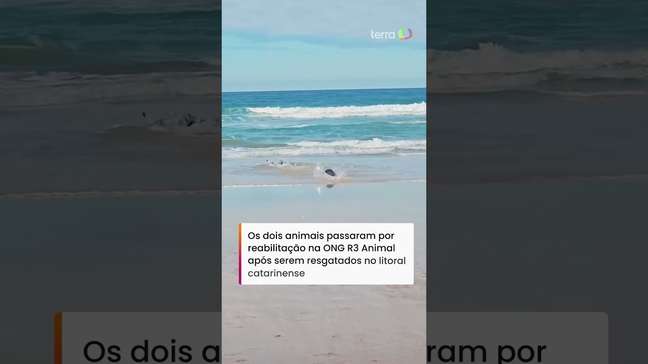 Lobos-marinhos se reencontram e dão 'beijinho' após soltura em Florianópolis #shorts