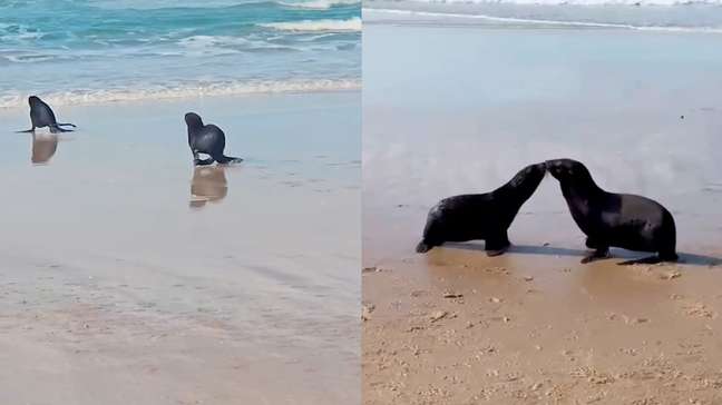 Lobos-marinhos se reencontram e dão 'beijinho' após soltura em Florianópolis
