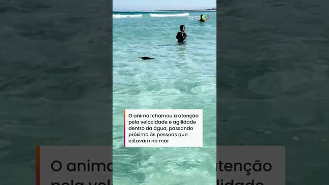 Pinguim é visto nadando em meio aos banhistas em Arraial do Cabo, no RJ #shorts