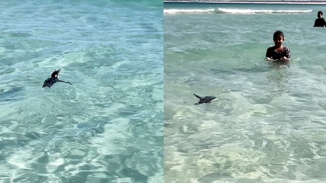 Pinguim é visto nadando em meio aos banhistas em Arraial do Cabo, no RJ