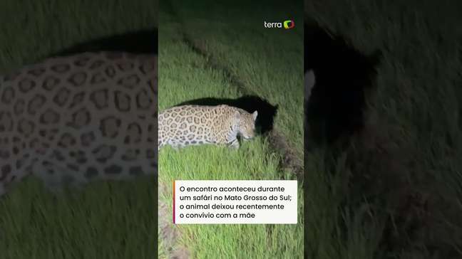 Onça-pintada passa a poucos metros de carro com turistas no Pantanal #shorts