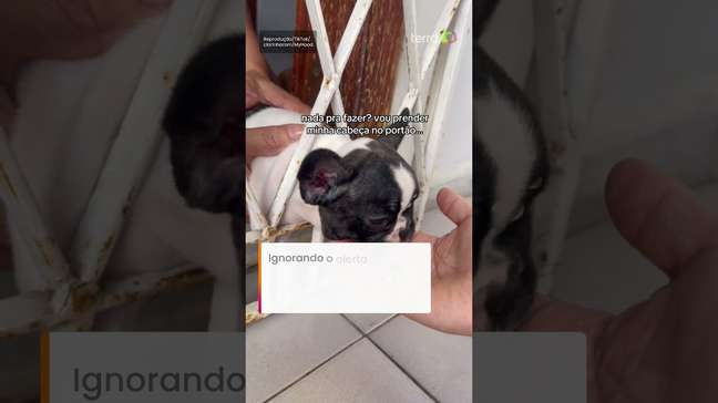 Filhotinha apronta em casa e acaba precisando da ajuda dos bombeiros no Ceará #shorts