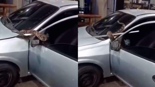 Funcionários resgatam cobra escondida em capô de carro no interior do RJ