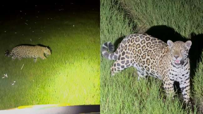 Onça-pintada passa a poucos metros de carro com turistas no Pantanal; veja