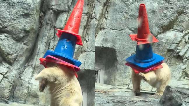 Filhote de urso polar brinca com cones de trânsito em aquário no Japão