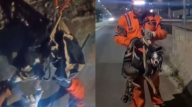 Cachorrinha é resgatada de córrego em Santo André (SP) após dois dias de buscas: 'Dentro da água'