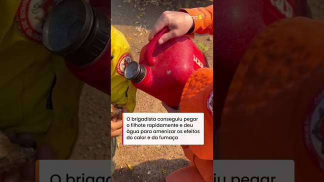 Brigadistas resgatam filhote de veado-campeiro durante incêndio na zona rural de Palmas #shorts
