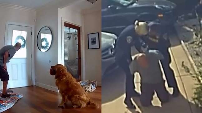 Golden retriever encanta internautas ao tentar brincar com bandido que invadiu a sua casa