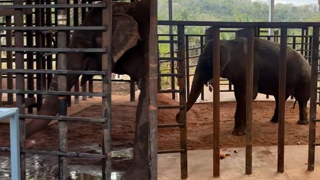 Elefante Sandro toma 'banho de terra' em 1º ato após chegar a santuário em Mato Grosso