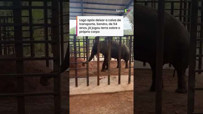 Elefante Sandro toma 'banho de terra' logo após chegar a santuário em Mato Grosso #shorts