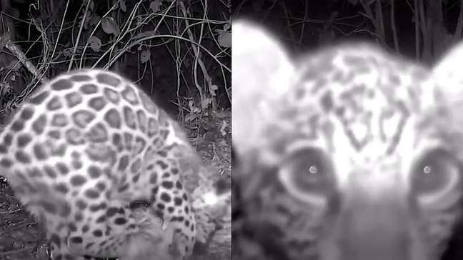 Vídeo mostra filhote de onça-pintada brincando com troncos em frente à câmera no Pantanal