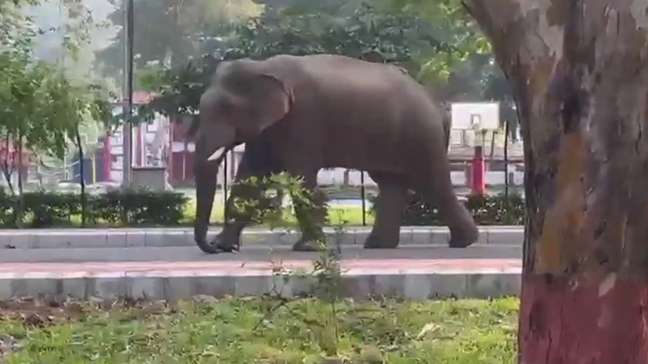 Elefante é flagrado fazendo ‘passeio’ por parque na Índia; veja vídeo