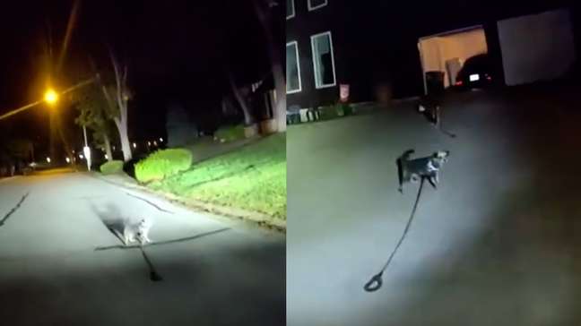 Cachorro conduz policiais até tutor caído dentro de casa nos EUA: 'Sabia exatamente o que fazer’