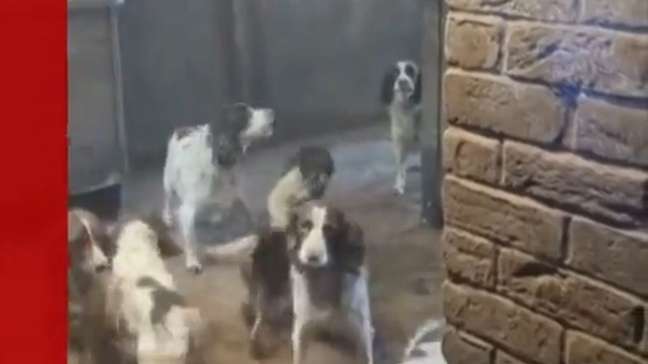 Maus-tratos a animais: família é condenada por manter 84 cães em condições precárias