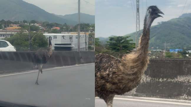 Vídeos mostram emu correndo em viaduto no Rio de Janeiro; homem que resgatou animal é identificado