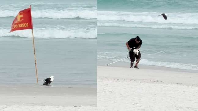 Veja resgate de gaivota com asa ferida em praia do litoral do Rio de Janeiro