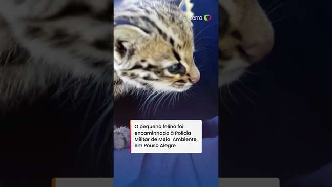 Filhote de jaguatirica ganha colo de guarda após ser resgatado em MG #shorts