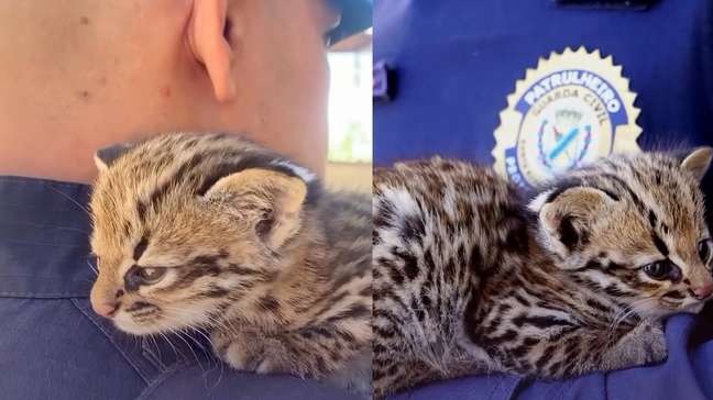 Filhote de jaguatirica ganha colo de guarda após ser resgatado em MG
