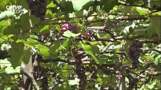 Colheita da uva não é prejudicada pela estiagem e tem bons resultados em Cascavel 