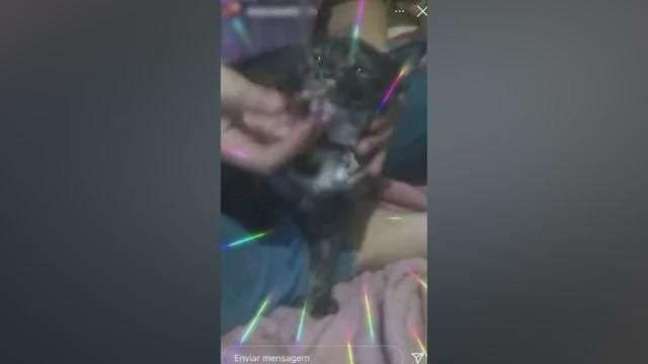 Polícia Civil investiga mulher que colocou cigarro na boca de gato em Curitiba