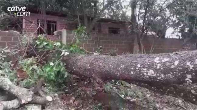 Árvore cai e interdita trecho da Rua Pará no Bairro São Cristóvão em Cascavel