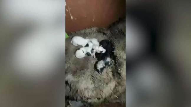 Vídeo mostra cachorrinhos salvos por bombeiros em incêndio à residência em Capitão