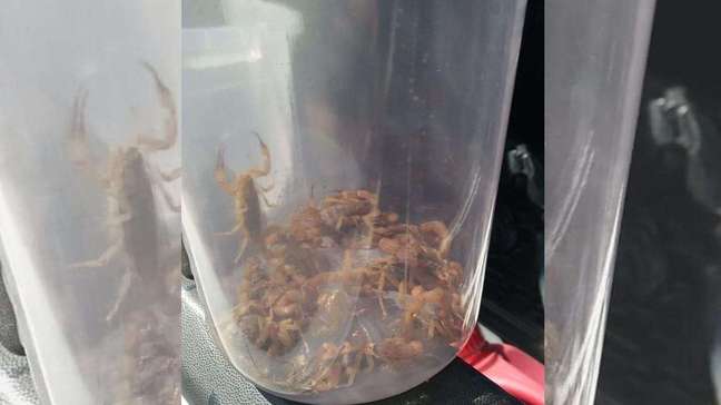 Infestação de escorpiões deixa estudantes sem aulas em Alto Piquiri