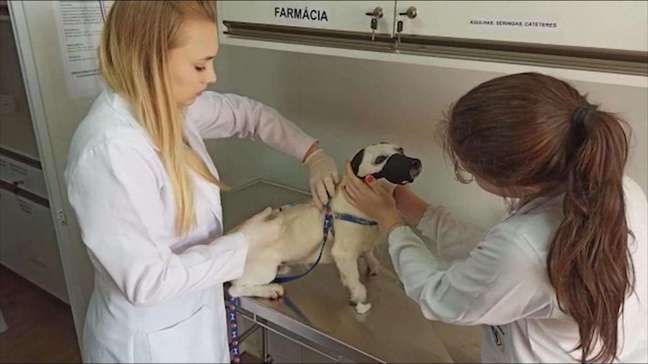 Em Toledo começou a mobilização para vacina contra a raiva de cães e gatos