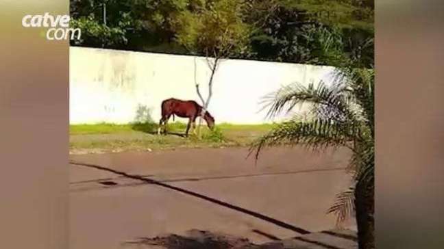 Vergonha, diz internauta sobre órgãos públicos não resgatarem cavalo solto em Cascavel